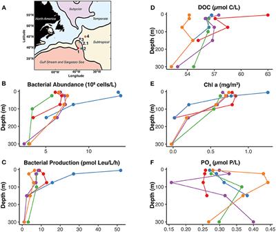 Exploring Vitamin B1 Cycling and Its Connections to the Microbial Community in the North Atlantic Ocean